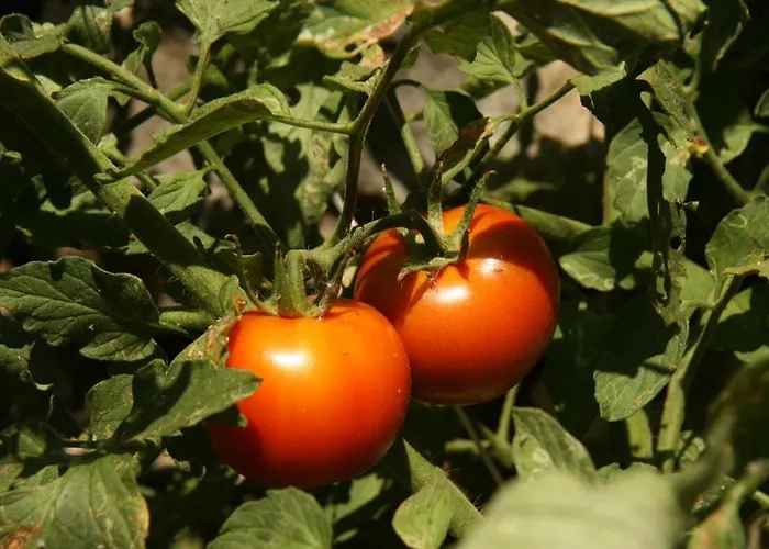 Eco-art Farm * Kaş