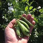 Penzion Eco-art Farm Kaş