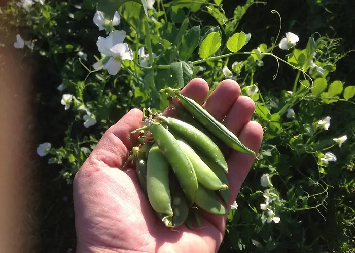 Гостевой дом Eco-art Farm Каш