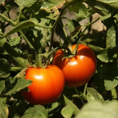 Eco-art Farm * 카스